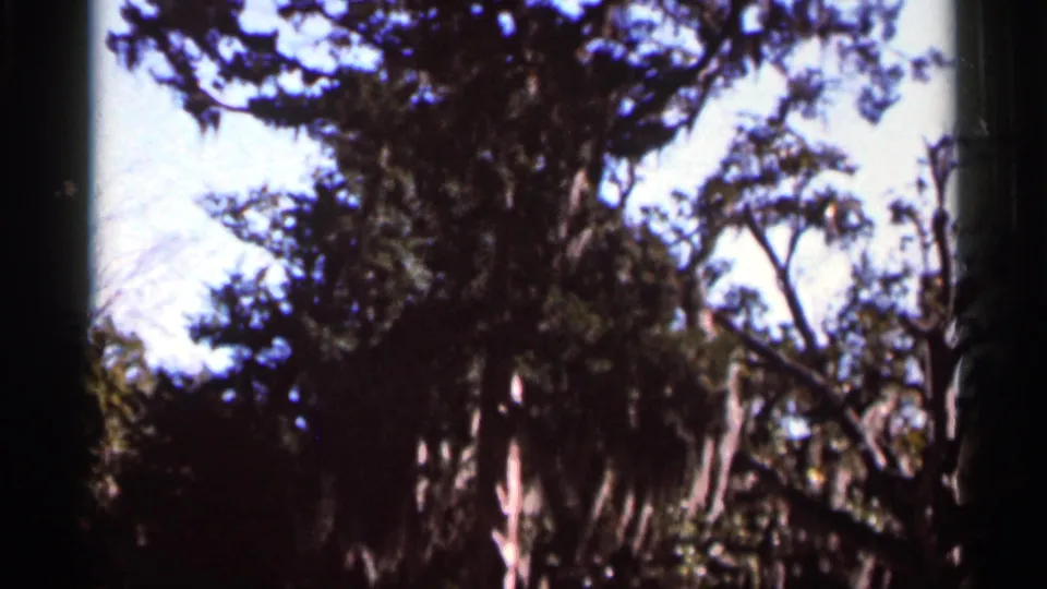 1966 Florida 8mm frame showing a wooded view with tall trunks, hanging moss, and sunlit sky beyond the trees.