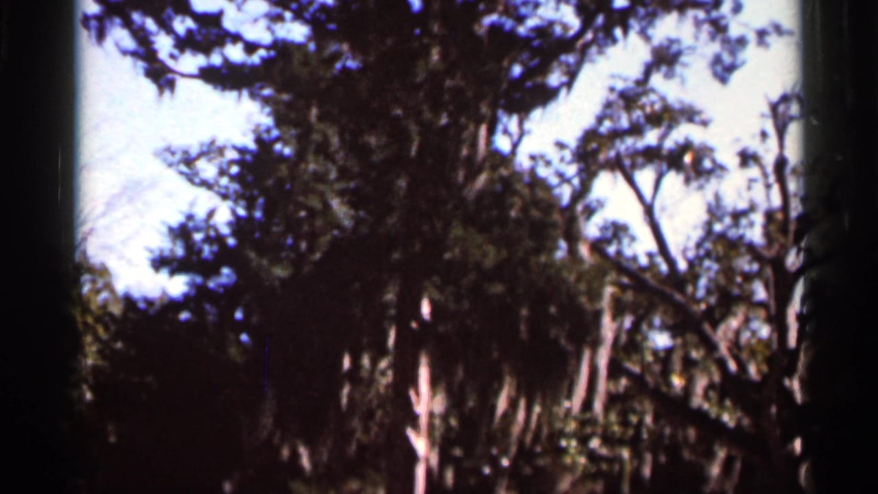 1966 Florida 8mm frame showing trees and a partial roadside view near the Mission of Nombre de Dios sign.
