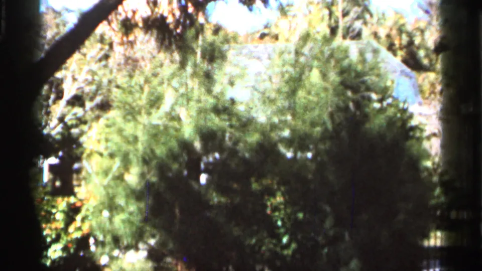 1966 Florida 8mm frame showing dense green bushes, hanging branches, and sunlit foliage in a wooded area.