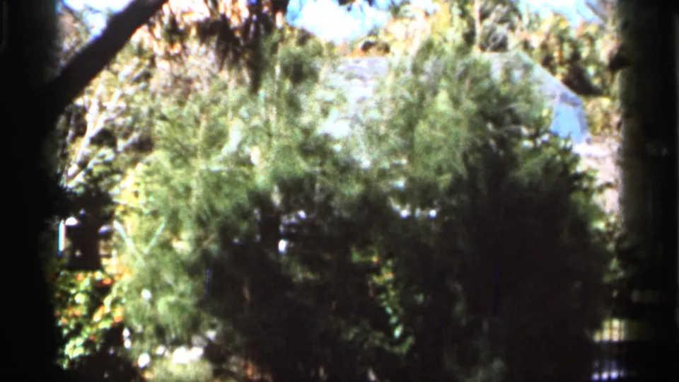 1966 Florida home-movie frame of thick foliage, bright leaves, and shaded branches in the woods.