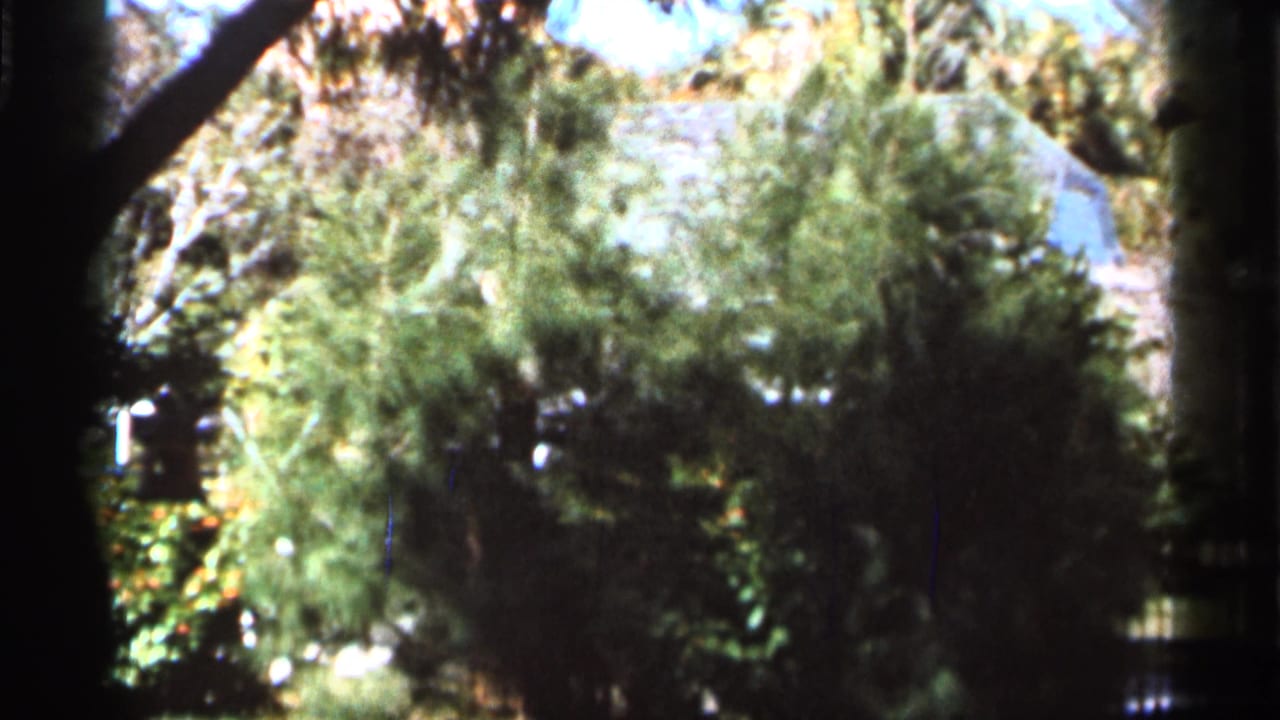 1966 Florida 8mm frame with soft-focus trees, leafy branches, bright sky, and dark film edges before the cross is centered.