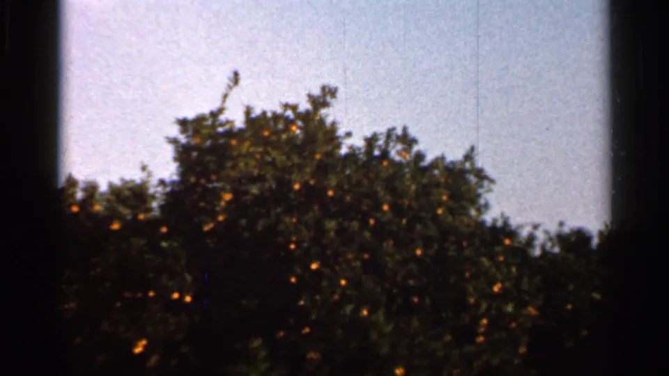 1966 Florida home-movie frame showing a leafy citrus tree with visible round fruit under pale sky.
