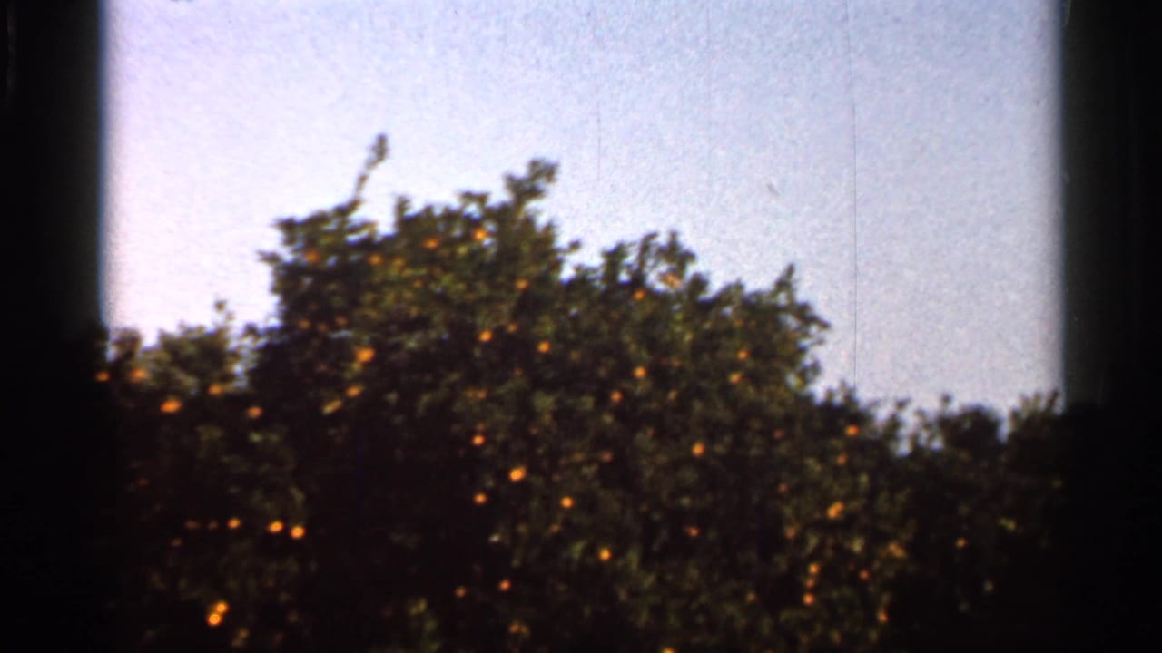 Citrus trees with orange fruit below a pale sky, framed by dark 8mm gate edges.