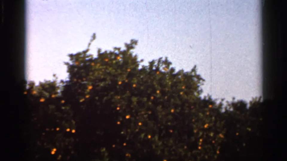1966 Florida 8mm frame showing dense citrus trees dotted with orange fruit beneath a pale blue sky, with visible film-gate shadow and grain.