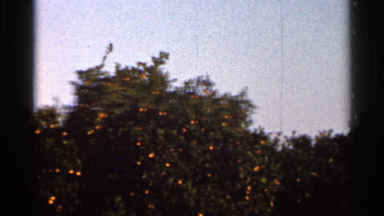 1966 Florida home-movie frame of citrus trees with small orange fruit visible against a bright sky, softened by 8mm grain and gate shadow.