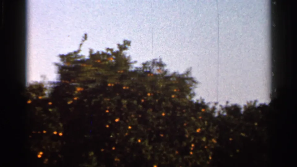 1966 Florida home-movie frame of citrus trees with small orange fruit visible against a bright sky, softened by 8mm grain and gate shadow.