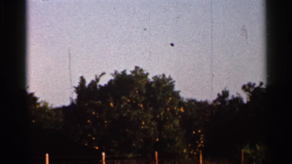 1966 Florida 8mm frame showing a citrus grove behind dry grass and a simple fence line, with film scratches and a dark frame edge visible.