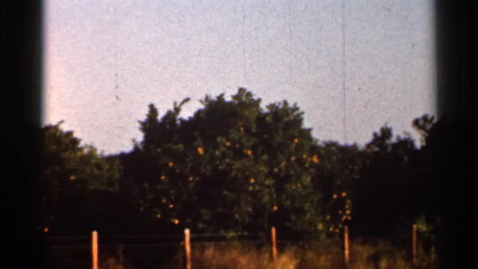 1966 Florida home-movie frame of orange-dotted citrus trees beyond a low fence, with dry grass foreground and visible 8mm gate shadow.