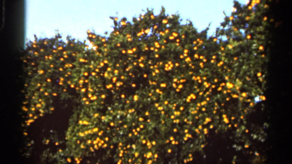 1966 Florida home-movie view of a dense orange tree with bright ripe fruit against clear blue sky.