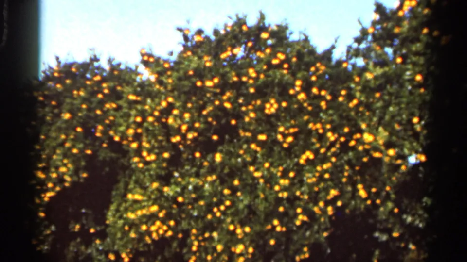 Handheld 8mm frame of Florida orange trees crowded with ripe fruit, with a small roofline or structure partly obscured by foliage.