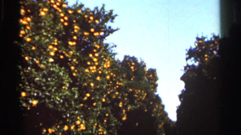Final 1966 Florida 8mm frame showing fruit-laden orange trees bordered by dark film edges and open blue sky.