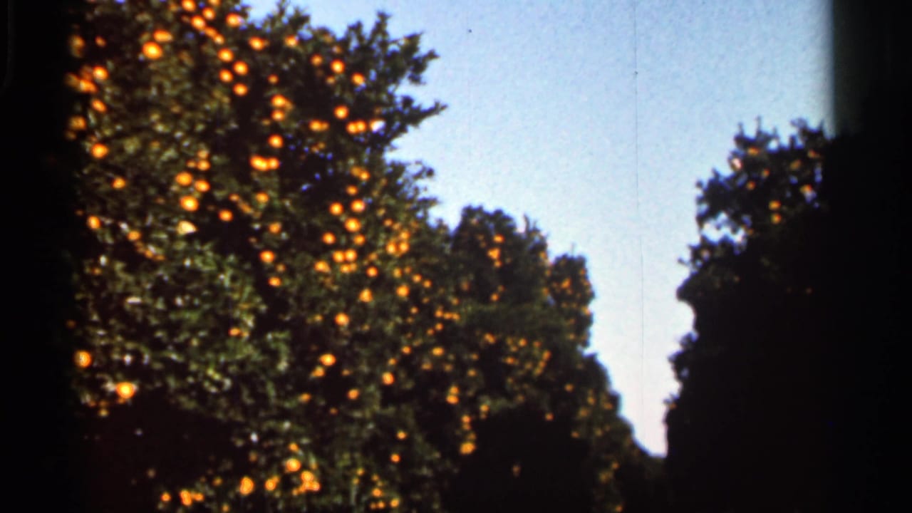 1966 Florida 8mm frame showing orange trees with ripe fruit under a clear sky, with dark film edges visible.