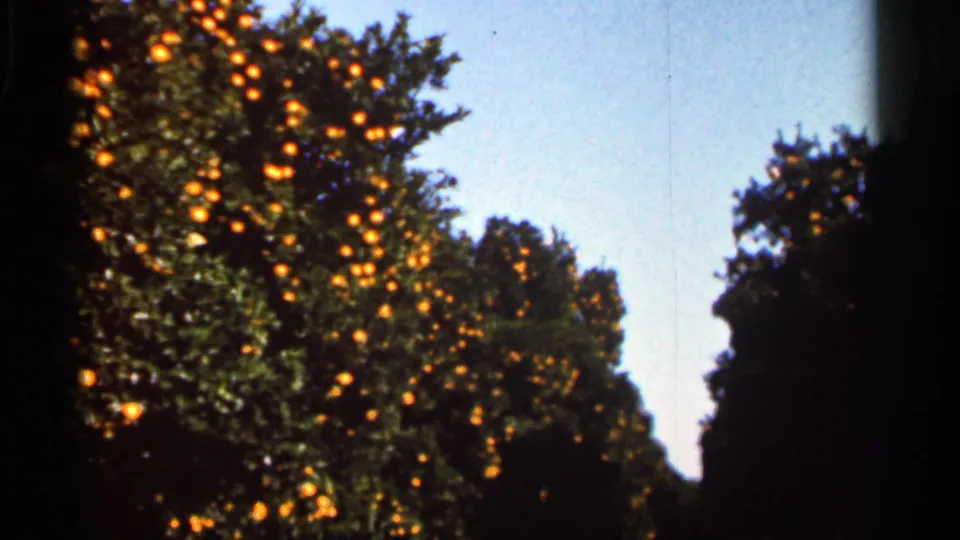 1966 Florida 8mm frame showing orange trees with ripe fruit under a clear sky, with dark film edges visible.