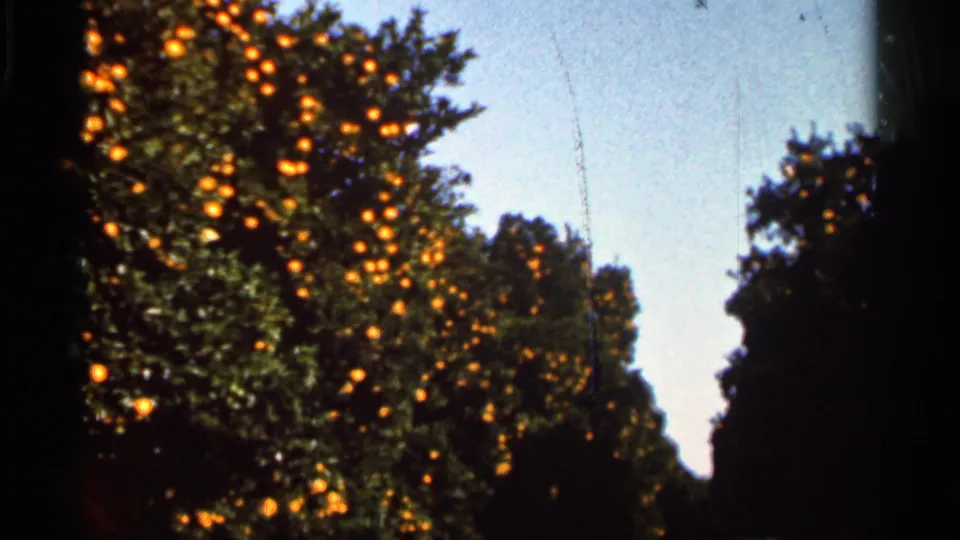 1966 Florida home-movie frame with citrus trees, bright oranges, blue sky, and a dark vertical film border.