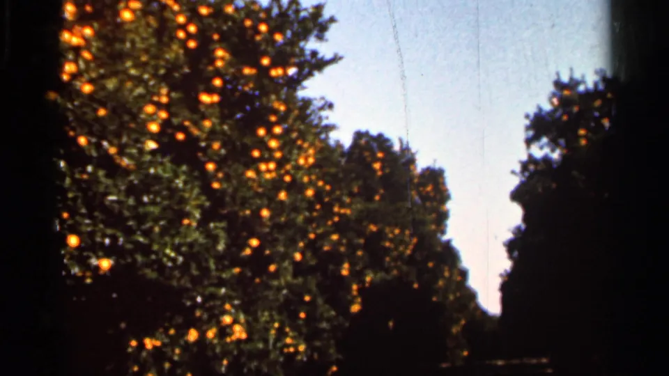 1966 Florida 8mm frame showing fruit-laden orange trees with a dark edge from the film gate or camera movement.