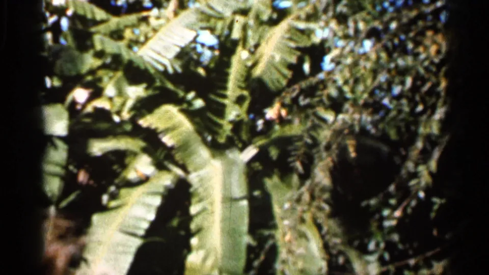 Close-up of tropical banana leaves and surrounding greenery in 1966 Florida home-movie footage.