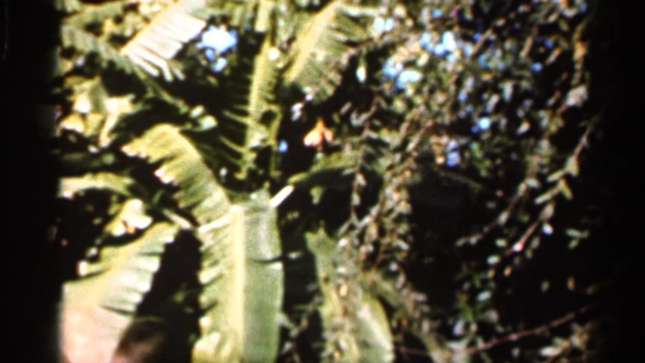 Dense tropical foliage with large banana leaves and dark film borders.