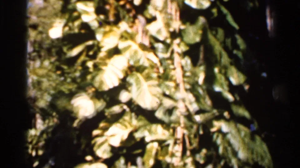 1966 Florida home-movie still with broad banana-like leaves, vertical trunks, and bright sunlight filtering through dense vegetation.