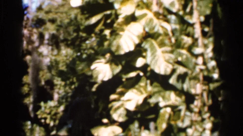 1966 Florida 8mm still showing close tropical foliage with broad leaves, shadowed undergrowth, and a soft handheld home-movie look.