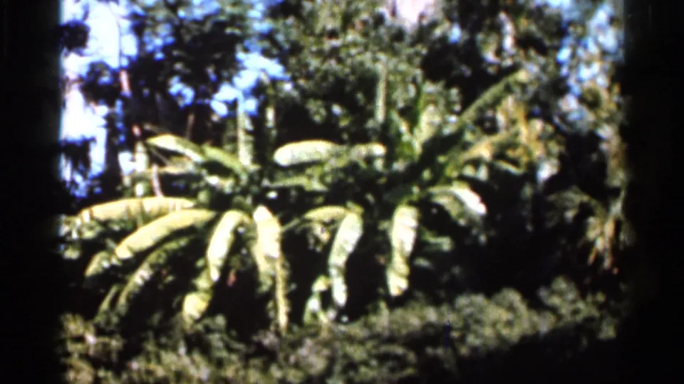 1966 Florida 8mm frame with banana plants, dense greenery, vertical tree forms, and strong dark borders from the film scan.