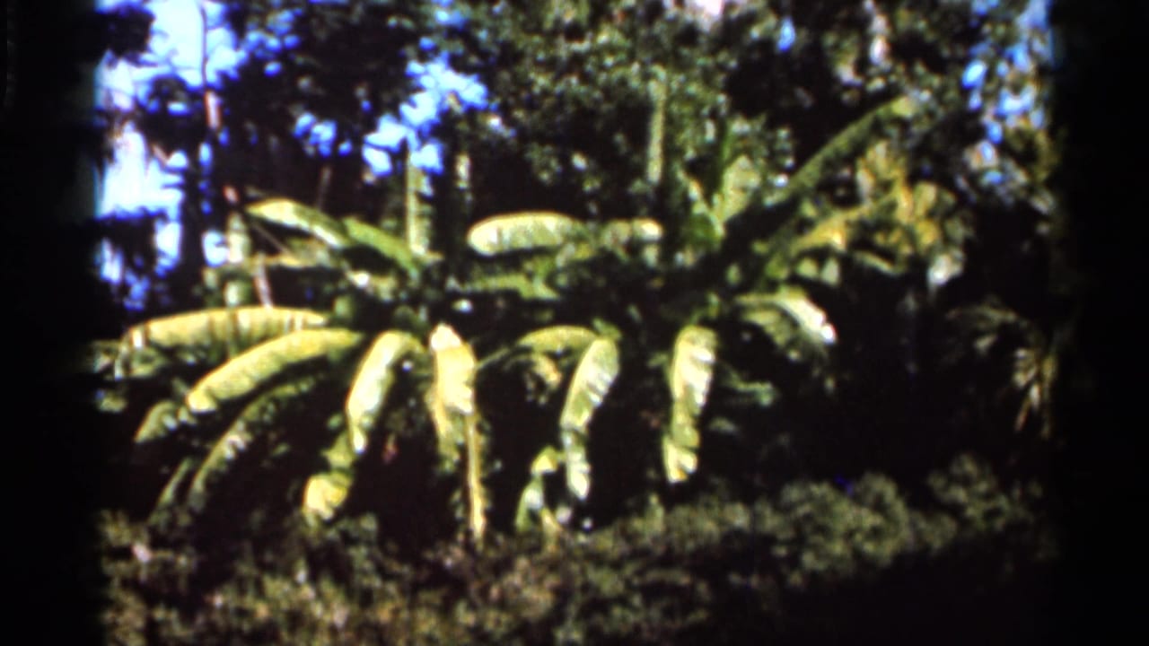 1966 Florida 8mm frame showing a banana plant and thick green vegetation in a tropical landscape.