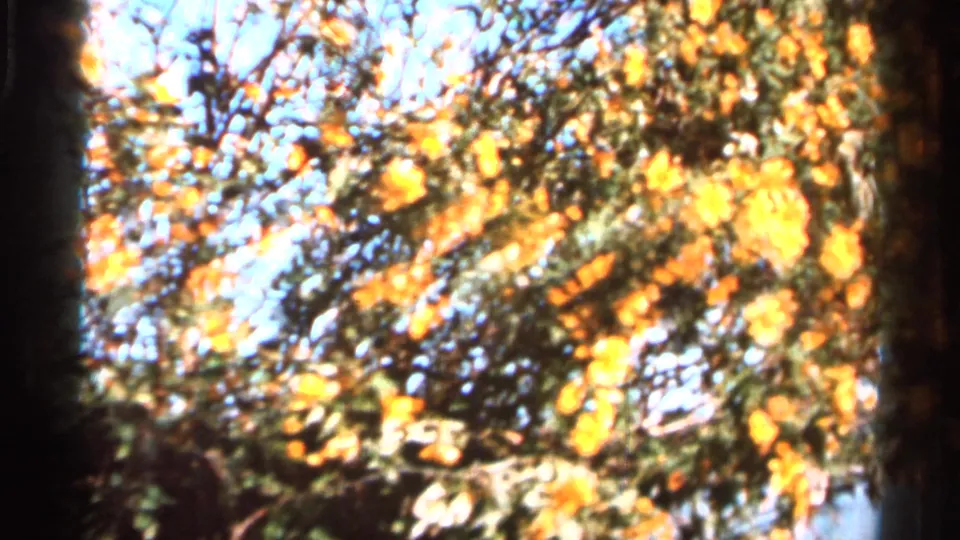 1966 Florida 8mm frame with yellow blossoms filling tree branches against a bright sky.