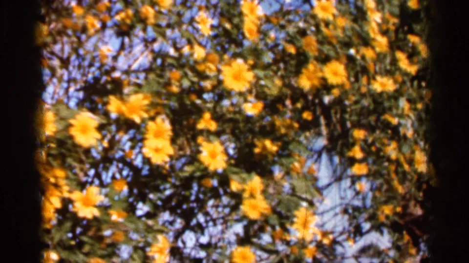 1966 Florida 8mm frame showing a flowering tree with vivid yellow blossoms and leafy branches.