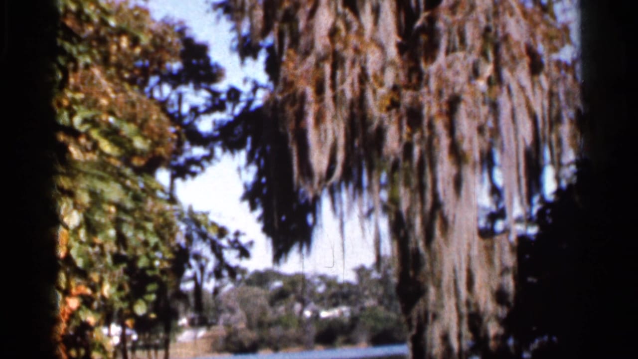 Moss-draped trees and leafy vegetation beside distant water under a bright sky.