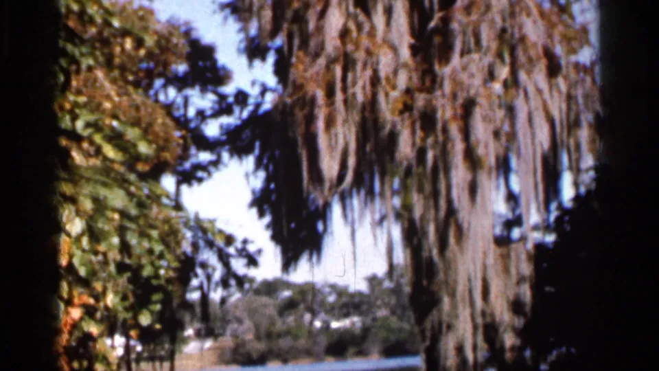 1966 Florida 8mm frame showing Spanish moss hanging from trees with foliage and distant water visible beyond.