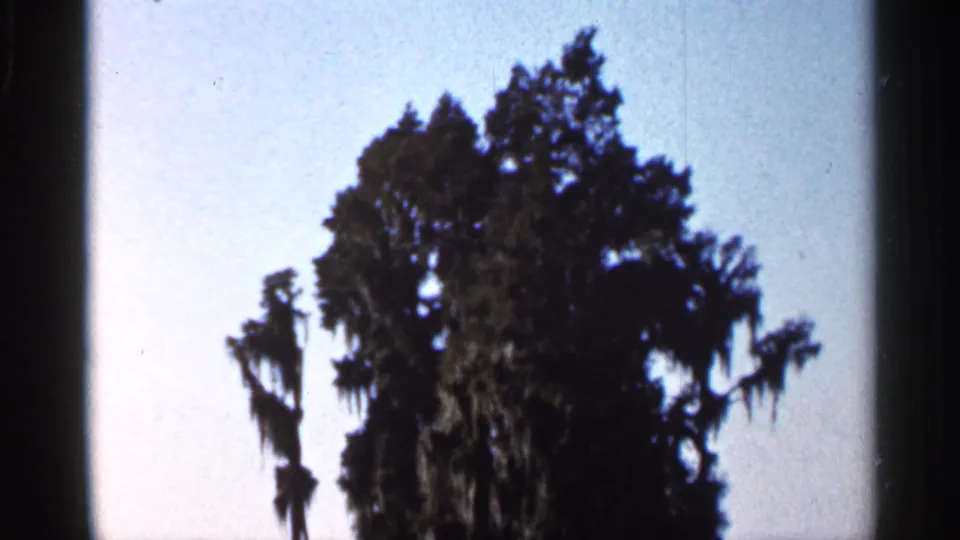 1966 Florida home-movie frame with mossy trees silhouetted against a bright, open sky.