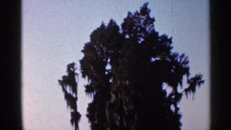 1966 Florida 8mm view of dense trees and hanging moss, framed by soft exposure and visible film edges.
