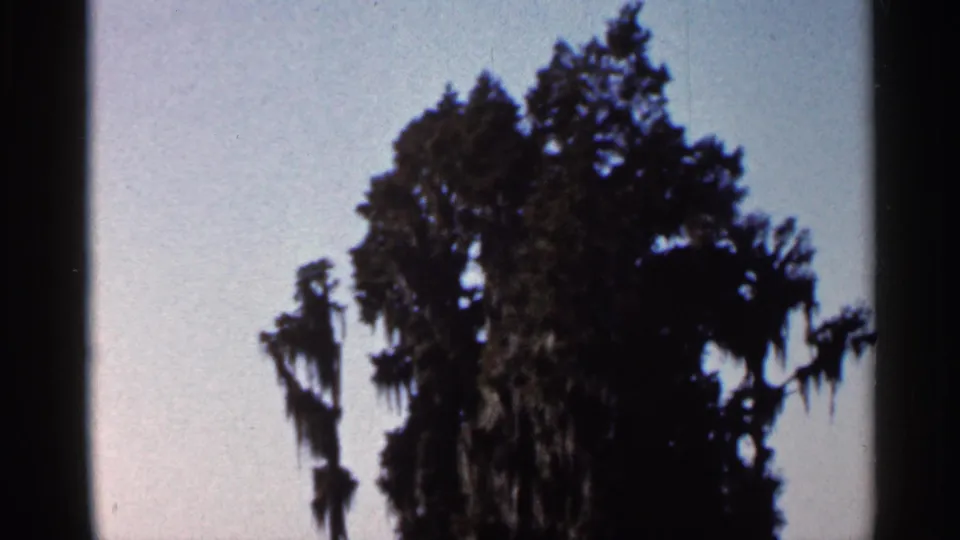 1966 Florida home-movie frame showing a dark tree canopy with strands of Spanish moss below a pale sky.