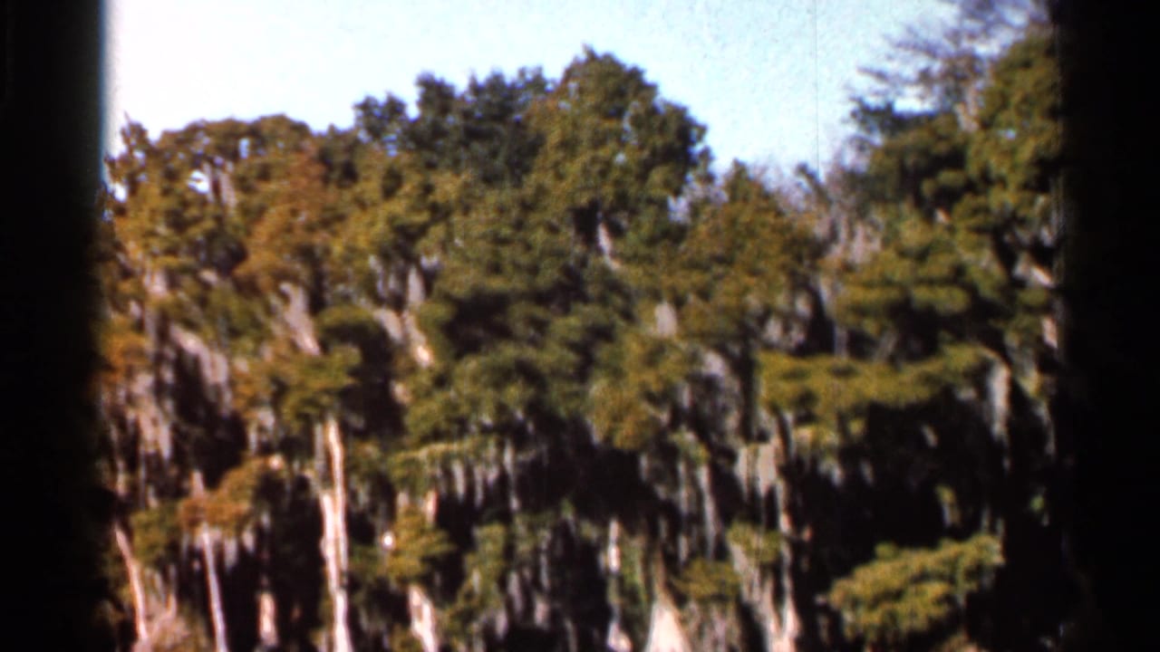 Cypress trees and hanging Spanish moss above dark swamp water.