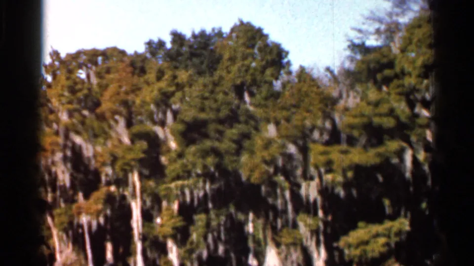 1966 Florida 8mm frame showing cypress trees draped with Spanish moss above shadowed swamp water under a bright sky.