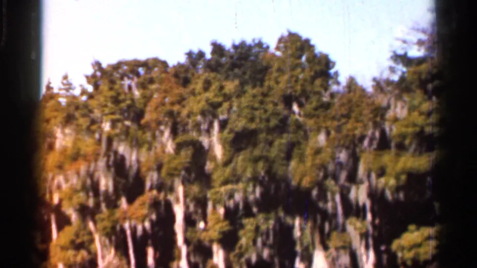 1966 Florida swamp view with dense cypress growth, Spanish moss, bright sky, and warm 8mm color variation.