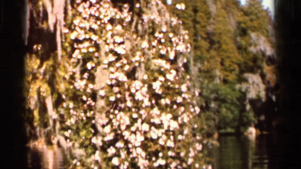 1966 Florida 8mm frame showing sunlit foliage, moss-covered swamp trees, and calm reflective water.