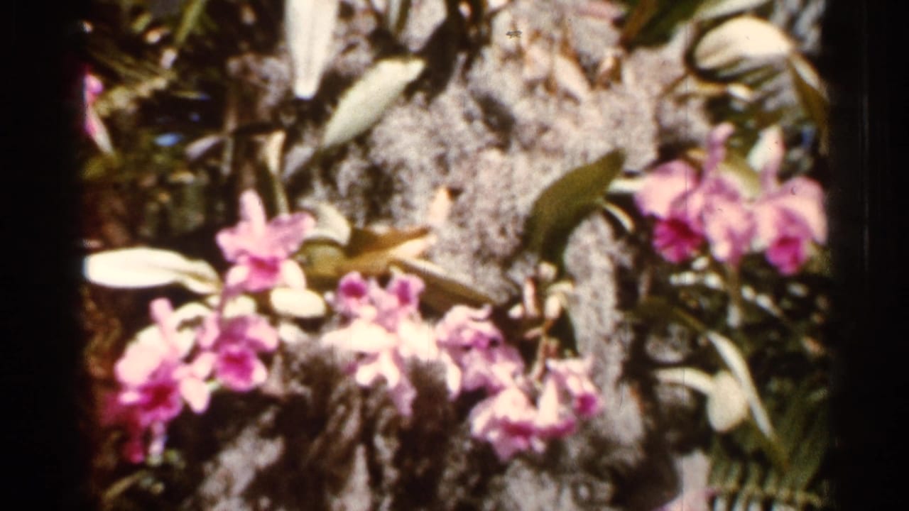 Close 8mm garden detail from the Florida sequence, showing pink orchids, pale leaves, and textured tree bark.