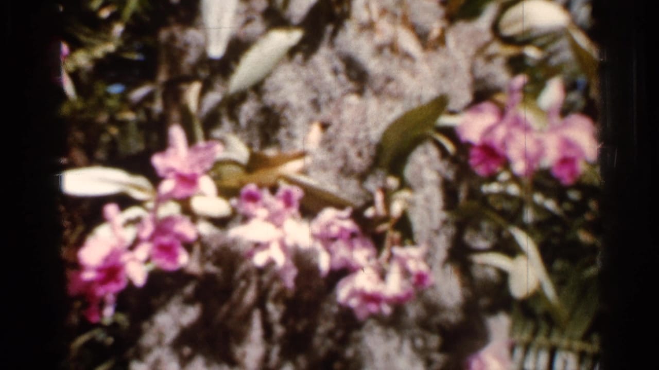 1966 Florida garden close-up with pink orchids, broad leaves, and rough tree bark in soft 8mm color.