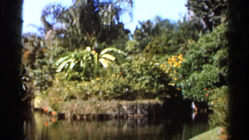1966 Florida 8mm frame showing dense green garden growth, palm-like fronds, and a still water edge in bright sun.