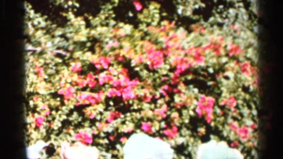 1966 Florida 8mm frame of a dense flowering shrub with pink-red blossoms and pale leaves in strong daylight.