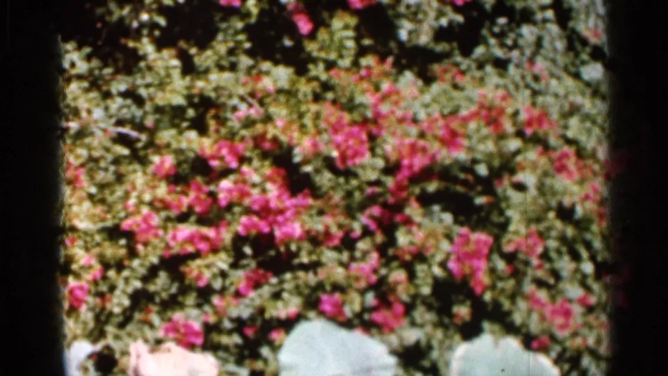 1966 Florida 8mm frame with flowering garden shrubs, saturated pink-red blossoms, and large pale leaves near the bottom edge.