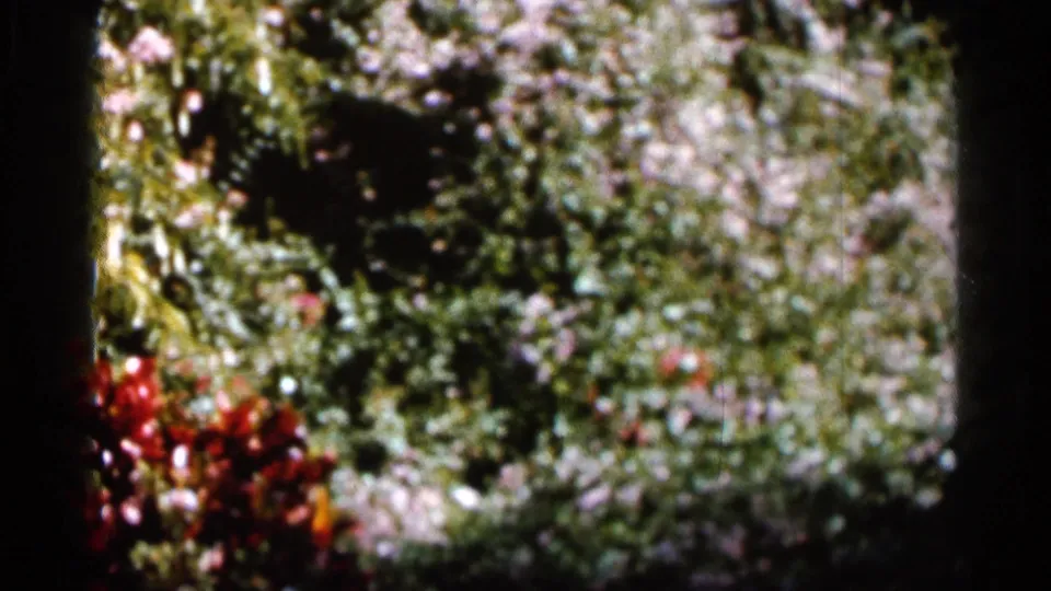 1966 Florida 8mm frame showing layered garden plants, purple-toned flowers, red foliage, and soft small-gauge film texture.