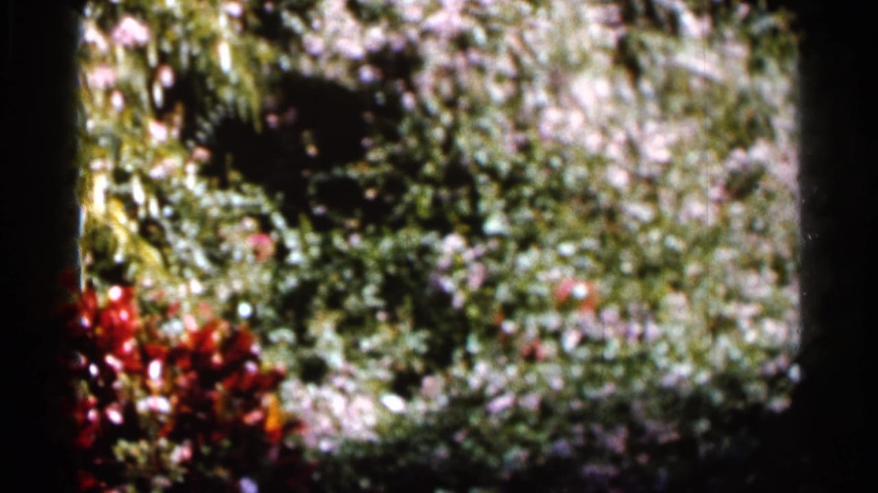 Sunlit garden foliage with red and pale flowers in soft focus.