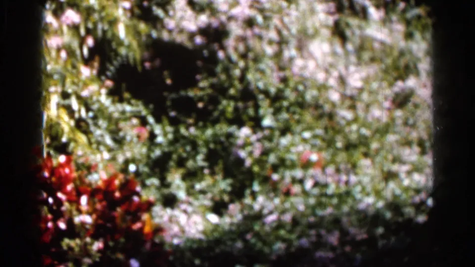 1966 Florida 8mm frame showing bright garden foliage, red flowers, pale blossoms, and dark leafy shadows.