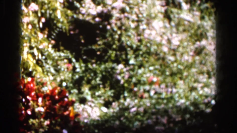 1966 Florida home-movie frame of dense foliage, red blooms, pale flowers, and strong sunlit contrast.