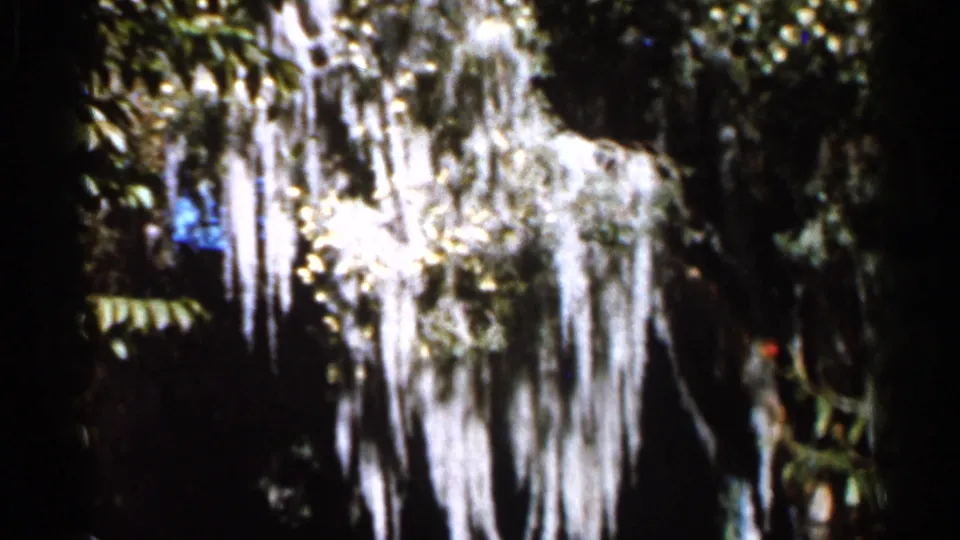 1966 Florida 8mm frame showing strands of Spanish moss hanging over shadowed greenery with small red flowers nearby.