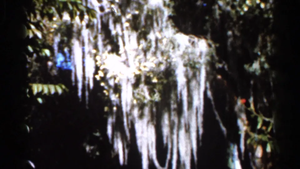 1966 Florida home-movie frame with hanging Spanish moss, dark leafy plants, and bright patches of garden light.