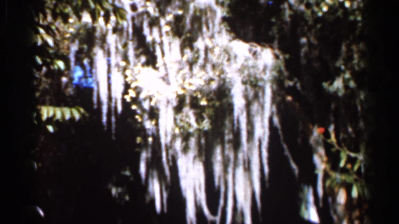 1966 Florida 8mm frame showing pale Spanish moss draped from dark trees amid shaded green foliage.