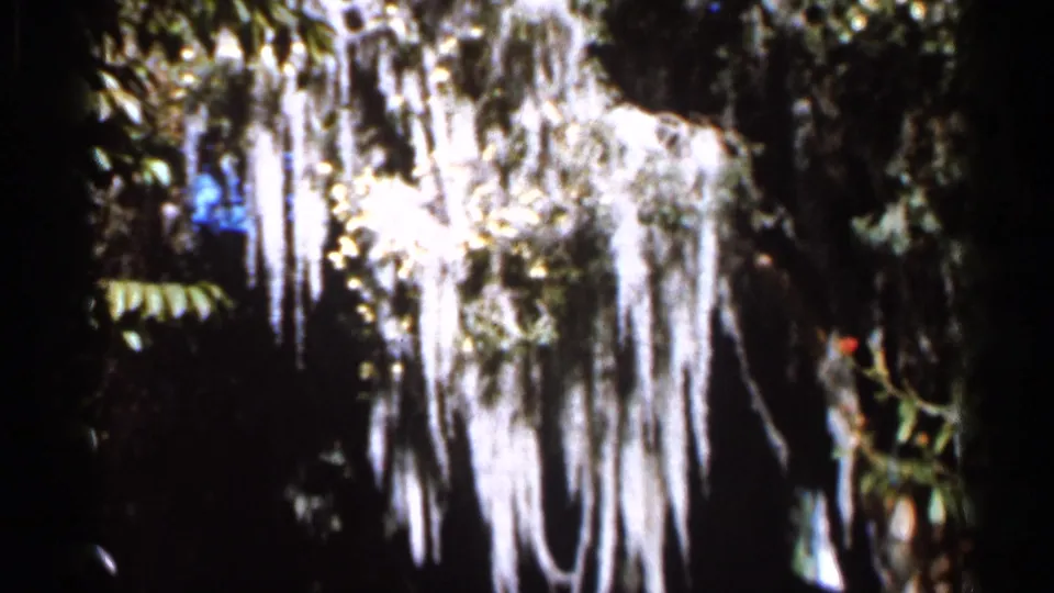 1966 Florida 8mm frame showing pale Spanish moss draped from dark trees amid shaded green foliage.