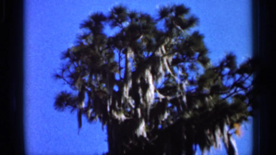 1966 Florida home-movie view of a moss-draped palm-like tree rising against a clear blue sky.